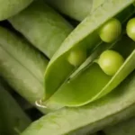 closeup of small pile of harvested green peas