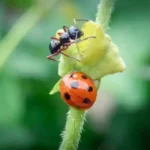 ladybug and ant on stem of plant outdoors with natural green background