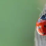 closeup of red ladybug crawling on wooden plank with natural green background