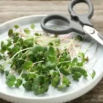 small white plate of harvested microgreens next to scissors on wood table