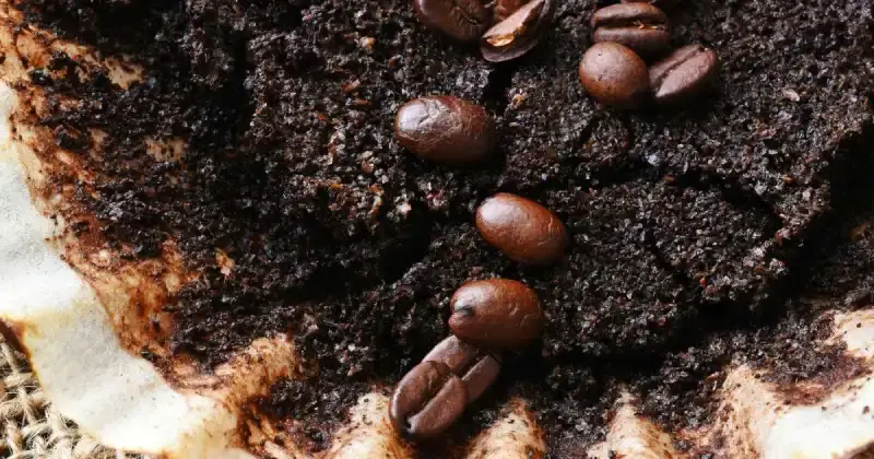 do squirrels hate coffee grounds