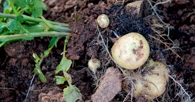closeup of uprooted potato plant with round potatoes in dark soil in backyard garden