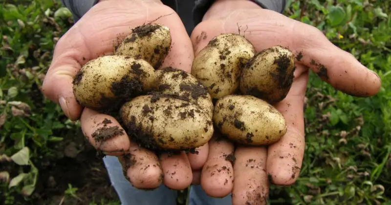 growing potatoes in containers when to harvest