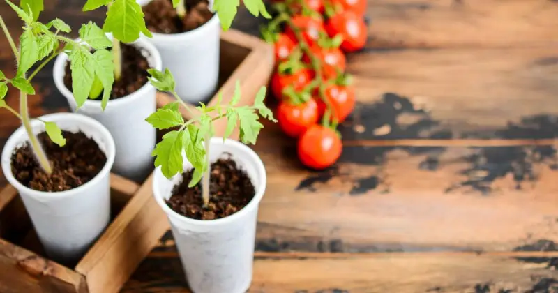 growing tomatoes in containers care