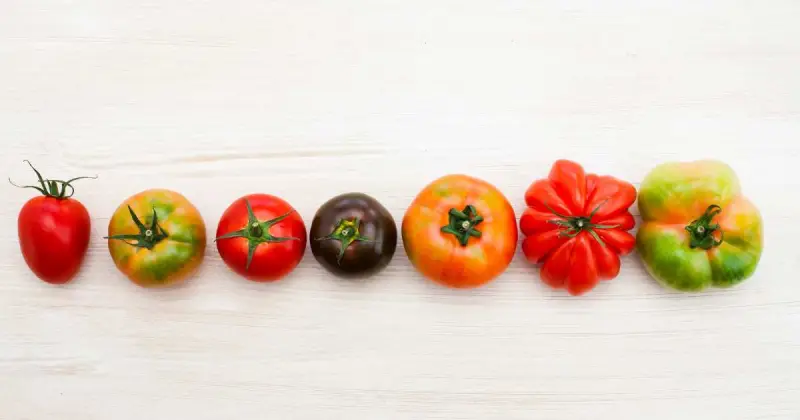 growing tomatoes in pots indoors