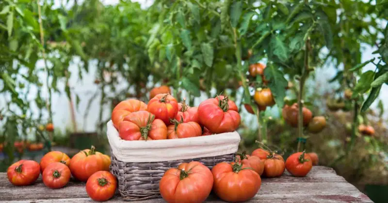 growing tomatoes in pots pruning