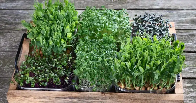 health benefits of broccoli microgreens