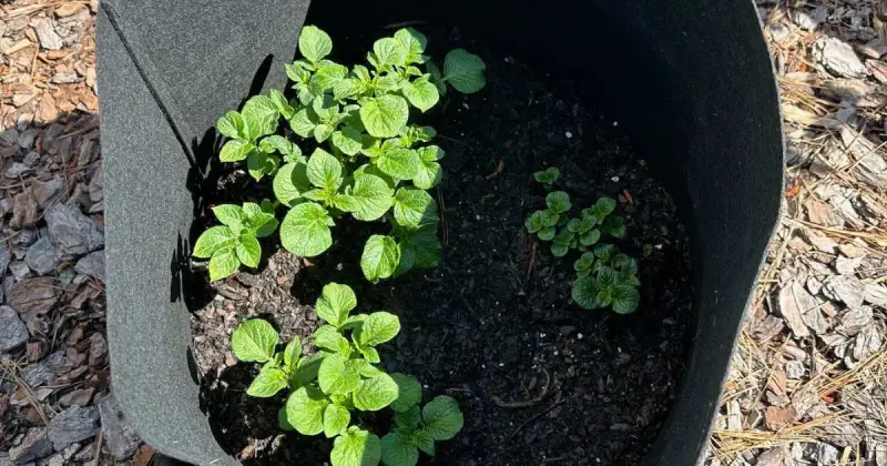 how many potatoes can you grow in a container