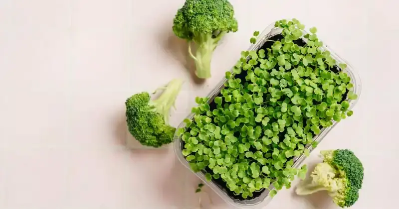 how to eat broccoli microgreens