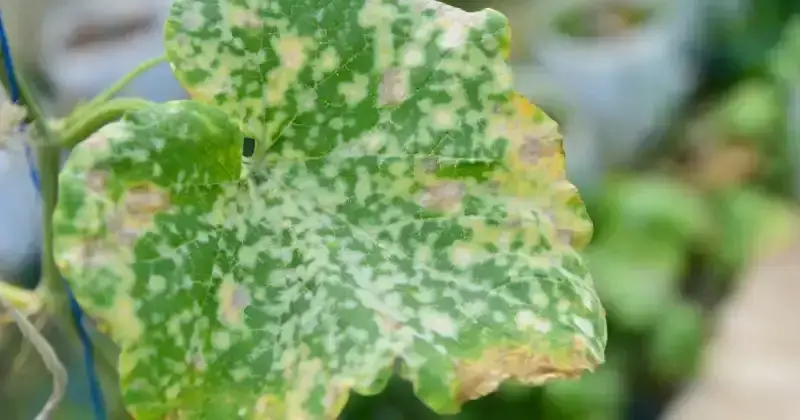 yellowing cucumber leaf covered with white spotted fungal infection