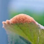 large number of red spider mites and webbing on green leaf in garden