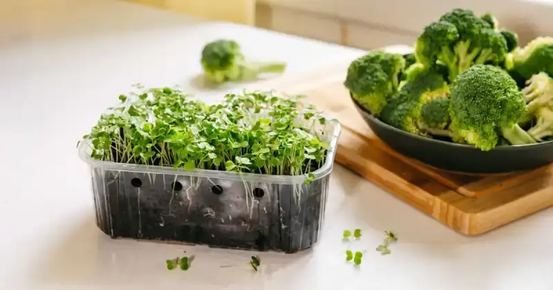 how to grow broccoli microgreens without soil