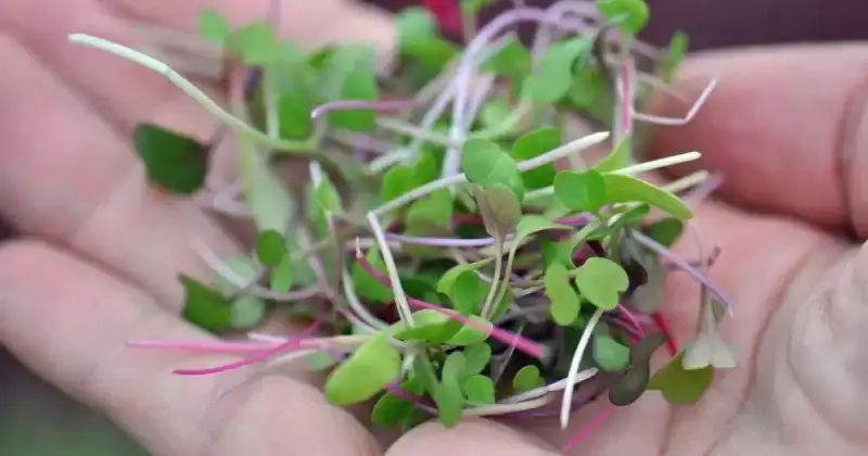 how to grow microgreens indoors in water