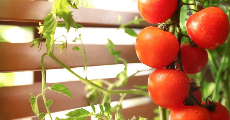 how to grow tomatoes in pots from seeds