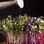 metal can watering various types of mature microgreens with black background