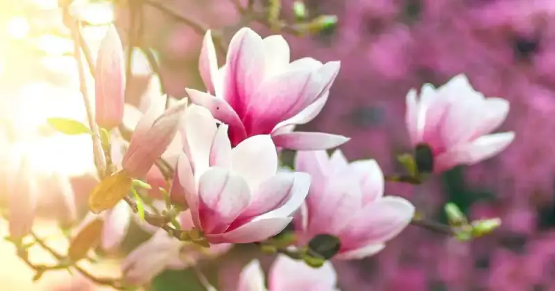 is magnolia flower edible
