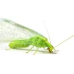 closeup of green lacewing insect on white background