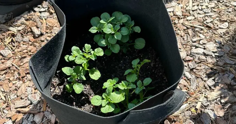 problems growing potatoes in containers