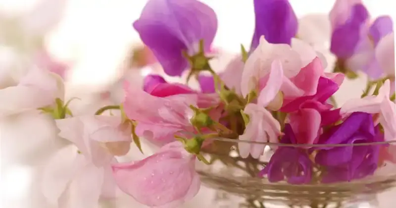 blooming pink and purple sweet pea flowers in small glass vase