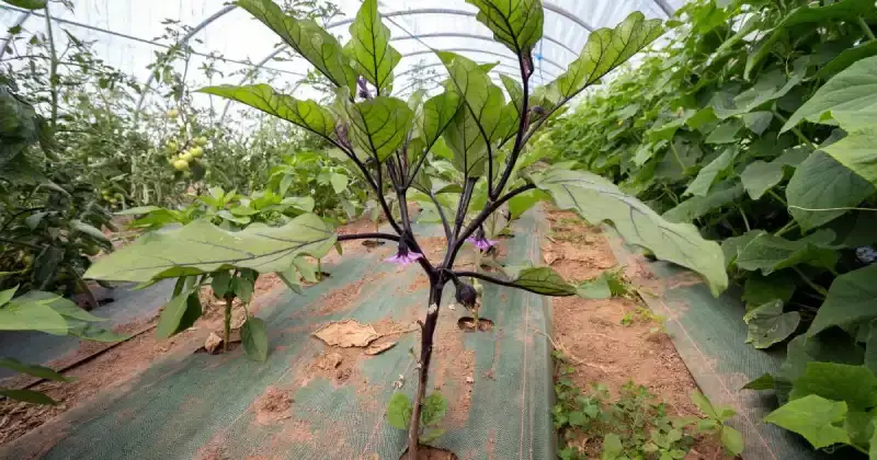 vegetables that grow well together