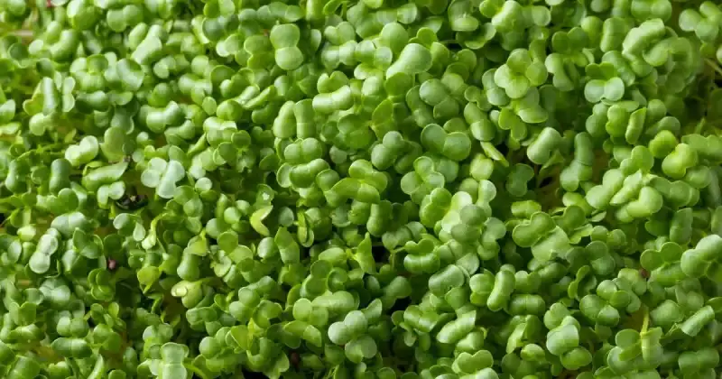 what do broccoli microgreens taste like