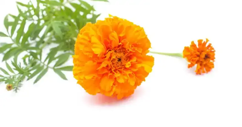 what do marigolds taste like