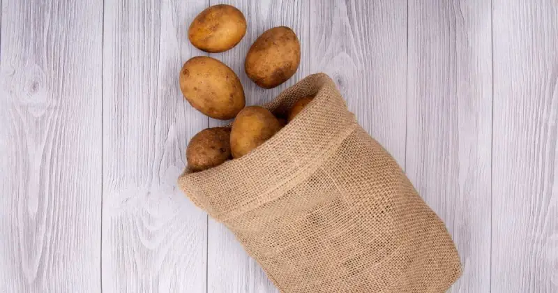when to harvest new potatoes in containers