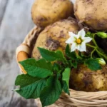 small wicker basket filled with harvested garden potatoes on outdoor wooden deck