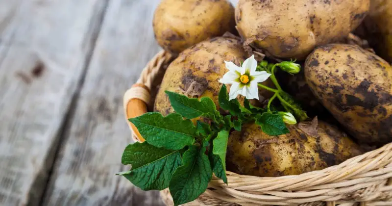 small wicker basket filled with harvested garden potatoes on outdoor wooden deck