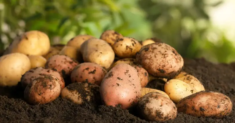 when to harvest potatoes in pots