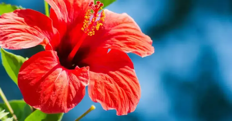 which hibiscus are edible