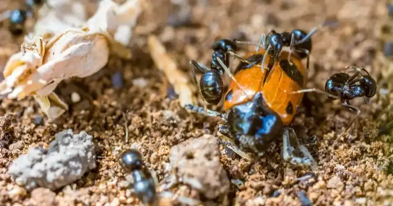 will ladybugs eat ants