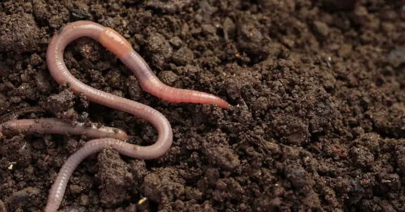 large pink earthworm crawling atop dark garden soil in outdoor space